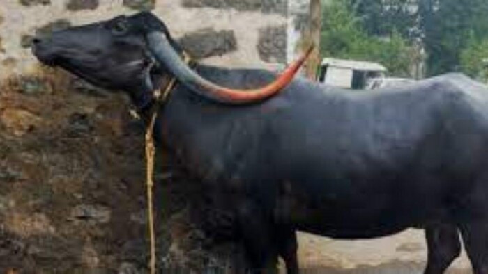 अपनी दूध उत्पादन क्षमता के लिए लोकप्रिय है भैंस की यह नस्ल