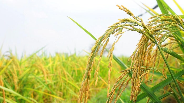 धान की नई किस्म Co-57 से मिलती है 46 क्विंटल/हेक्टेयर पैदावार
