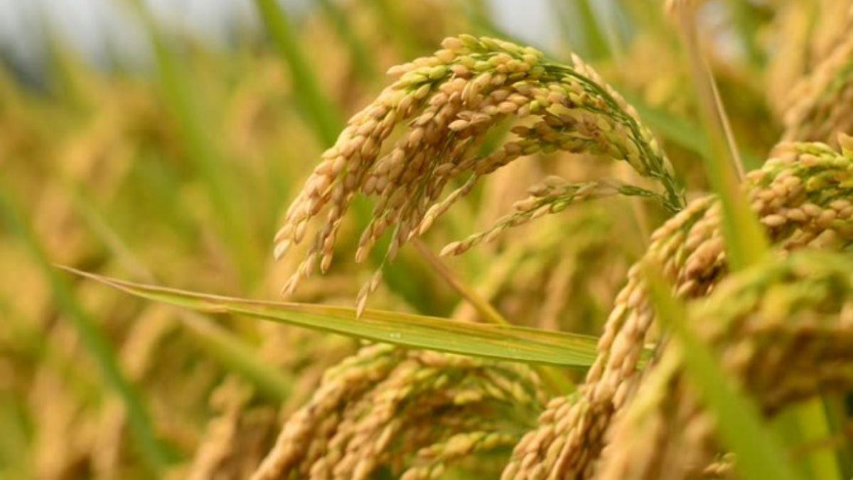 Paddy Variety: ये है धान की उन्नत किस्में