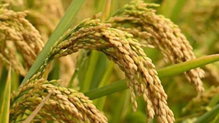 धान की हाइब्रिड किस्में