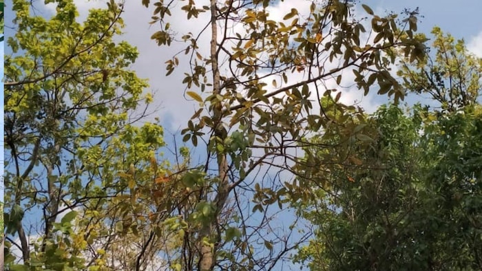 चिरौंजी का पेड़ फोटोः किसान तक