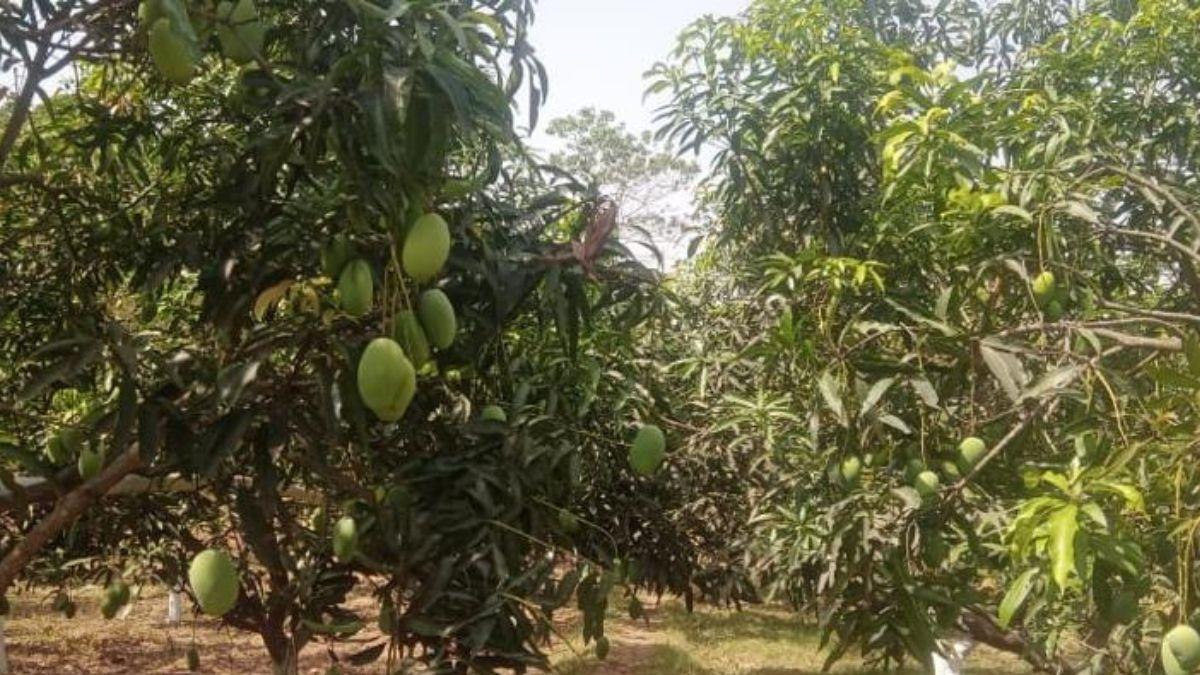 गुमला जिले में लगा आम का बगान फोटोः किसान तक