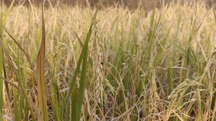 पारंपरिक धान कि किस्मों के फायदे फोटोः किसान तक