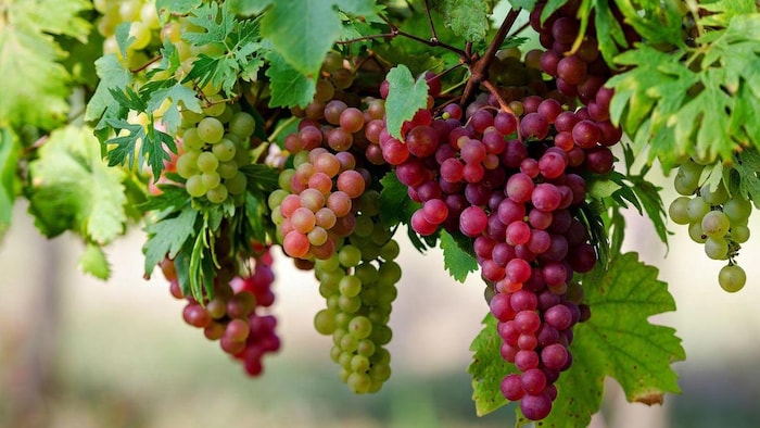 Ruby Roman Grapes: world most expensive grapes