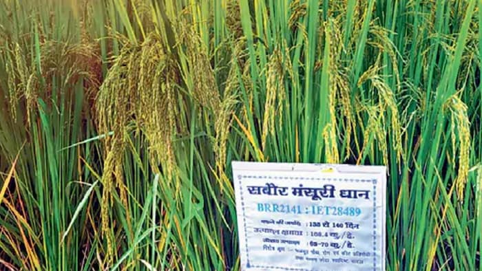 जलवायु परिवर्तन के अनुकूल है सबौर मसूरी धान की किस्म