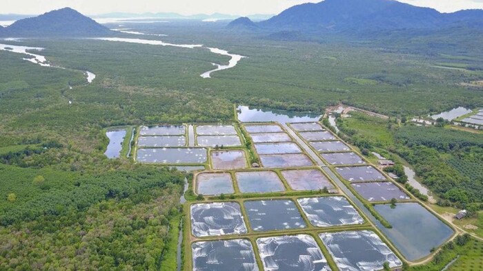 झींगा के तालाब का फाइल फोटो. फोटो क्रेडिट-डॉ. मनोज शर्मा