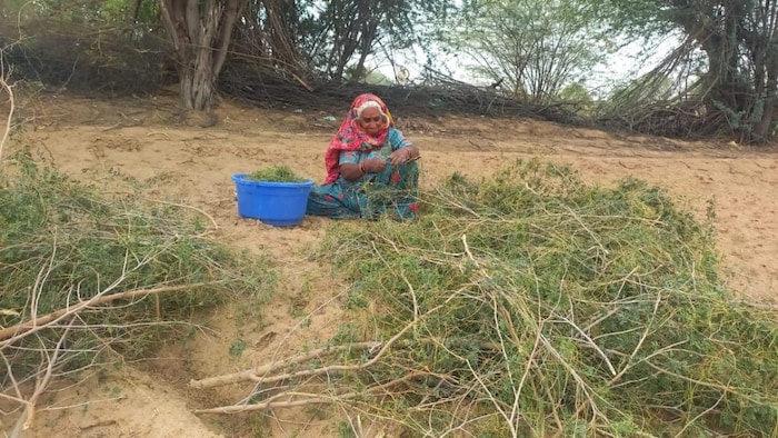 बारिश की वजह से सांगरी के उत्पादन में गिरावट आई है