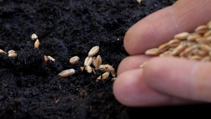 बिहार बीज उत्पादन में बनेगा आत्मनिर्भर, फोटो साभार: freepik