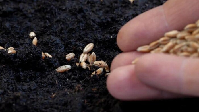 राजस्थान सरकार इस वित्तीय वर्ष में 20 लाख किसानों को सब्जी के बीज उपलब्ध कराएगी. फोटो साभार- Freepik