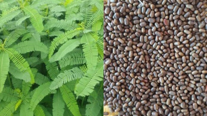 सरकार अब किसानों को होम डिलीवरी कराएगी ढैंचा के बीज