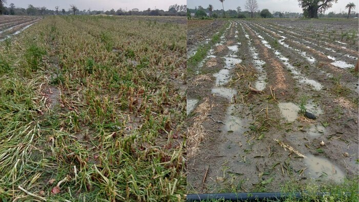 बेमौसम बारिश ने प्याज की खेती को नुकसान पहुंचाया है. फोटो किसान तक