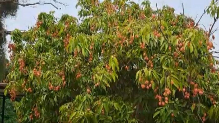 मुजफ्फरपुर की शाही लीची की सप्लाई देश-प्रदेशों में हो सकेगी
