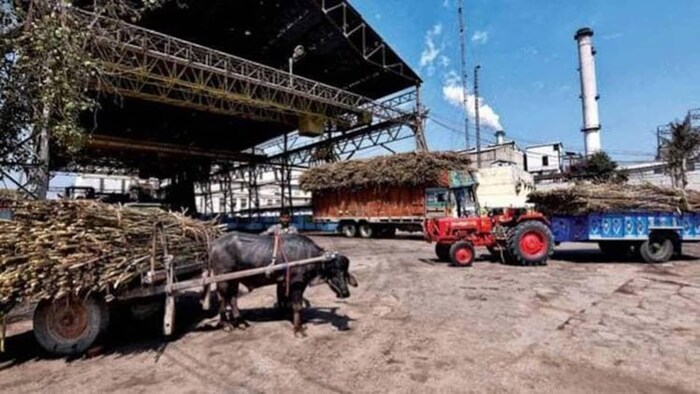 भारत सरकार चीनी के निर्यात पर लगा सकती है बैन, सांकेतिक तस्वीर
