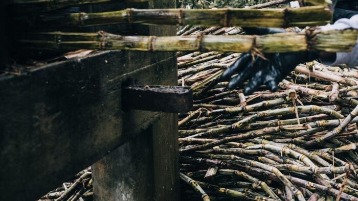 गन्ना किसानों के बकाया भुगतान की राशि जारी होने से किसानों को राहत, फाइल फोटो