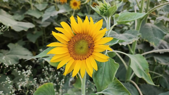 सूरजमुखी की खेती