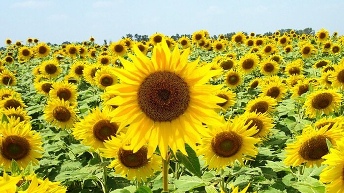 सूरजमुखी का नहीं मिल रहा दाम, किसान परेशान (Photo-ICAR).