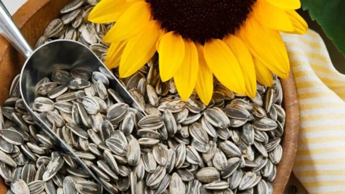 किसानों ने सूरजमुखी की खरीद में देरी का किया विरोध, सांकेतिक फोटो