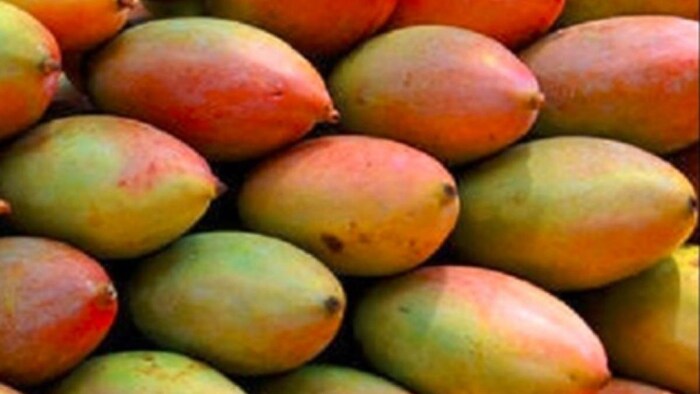 आलू से भी सस्ता यह आम