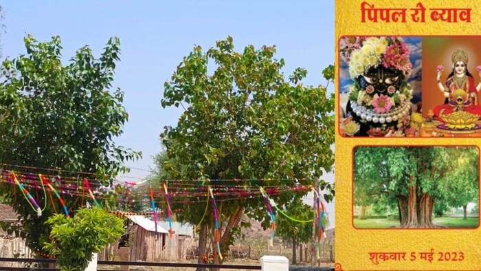 पीपल के पेड़ की ठाकुर जी से हुई शादी