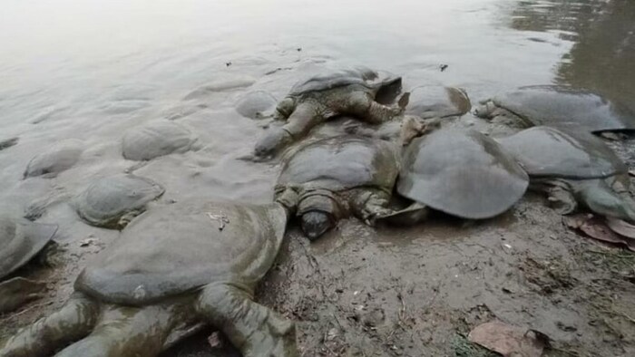 गंगा को साफ रखने में बढ़ा कछुओं का योगदान