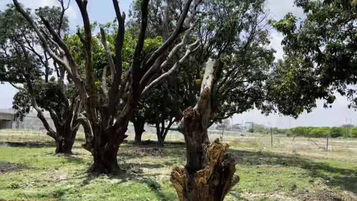 बागों पर मडराने लगा उकठा रोग प्रकोप