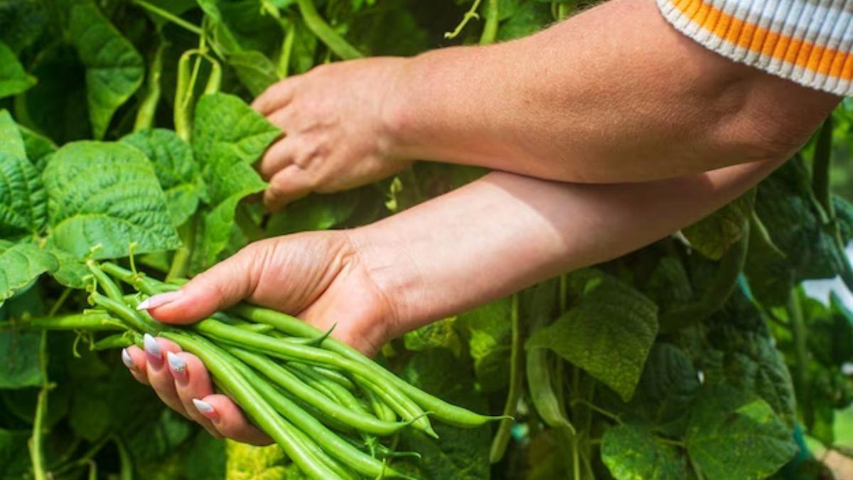 Diabetes: ये हरी सब्जी कर देगी शुगर की बीमारी का काम तमाम, रिसर्च में किया गया दावा