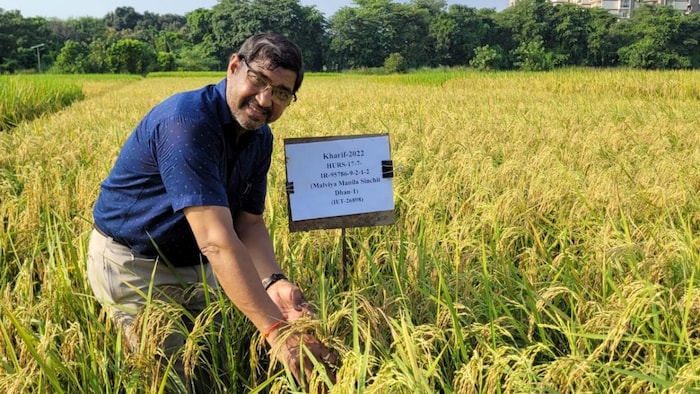 कम सिंचाई में भरपूर पैदावार देने वाली धान की नई किस्म