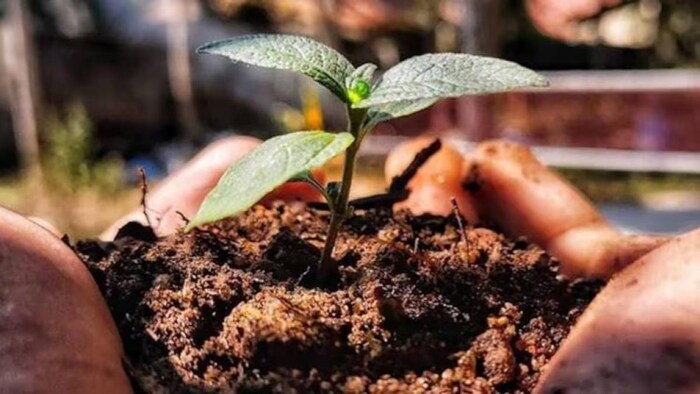 पांच जून को है विश्व पर्यावरण दिवस. प्रतीकात्मक फोटो