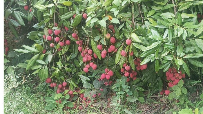 मौसम की मार से चाईना लीची की खेती प्रभावित. फोटो-किसान तक