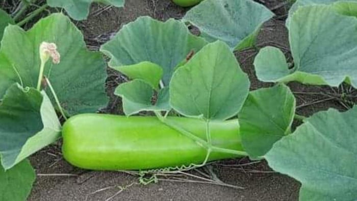 मई में लतर वाली सब्जियों पर फल मक्खी कीट लगने का खतरा बढ़ जाता है. फोटो- किसान तक