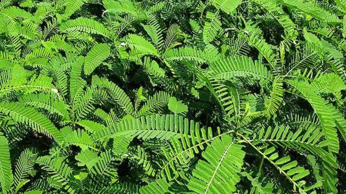 इस सीजन खेत में हरी खाद लगाएं क‍िसान, ढैंचा बीज पर 90 फीसदी सब्स‍िडी दे रही सरकार 