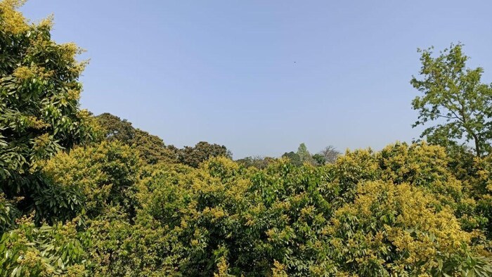 पर्यावरण,वन एवं जलवायु परिवर्तन विभाग के द्वारा 2023- 28 तक पर्यावरण जलवायु के सापेक्ष में अधिक वृक्षारोपण किया जाएगा,फोटो: किसान तक