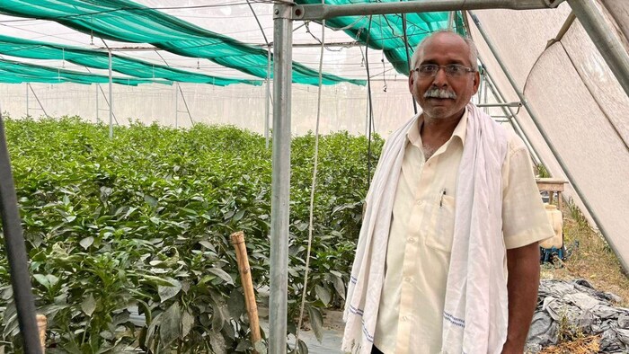 राजकुमार सिंह 2 साल से आधुनिक तकनीक की मदद से ऑर्गेनिक तरीके से शिमला मिर्च की खेती कर रहे हैं. फोटो किसान तक