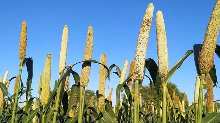 मिलेट वैल्यू चैन डवलपमेंट के लिए राजस्थान से बाड़मेर जिले का चयन हुआ है. फोटो- Kisan Tak