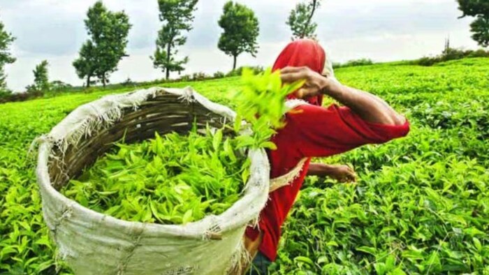 चाय की खेती करने के लिए सरकार दे रही है सब्सिडी