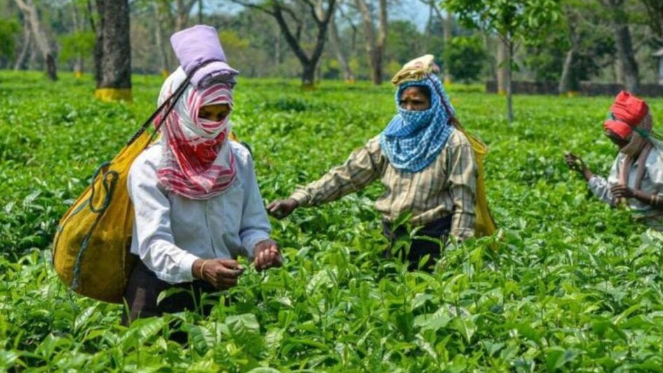 Tea price: कुन्नूर चाय की कीमतों में गिरावट, जानें क्या है पूरा मामला Tea price: कुन्नूर चाय की कीमतों में गिरावट, जानें क्या है पूरा मामला