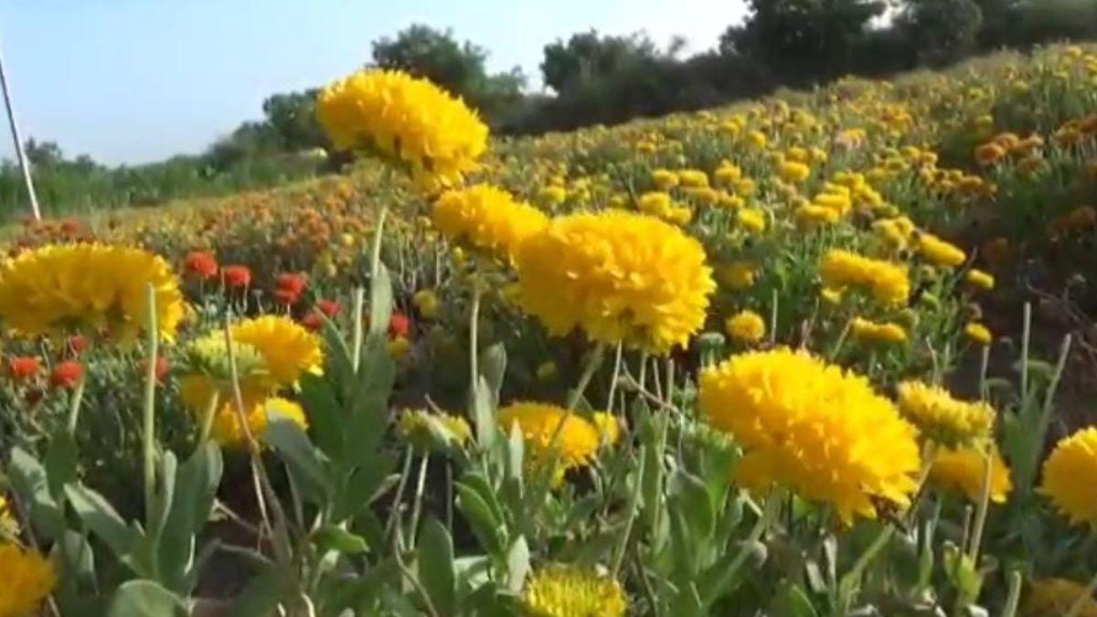 हिंगोली जिले के डिग्रीस गांव का किसान पहले करता था मजदूरी