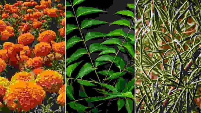 मच्छरों से पाना चाहते हैं छुटकारा, तो घर में लगाएं ये पांच पौधे