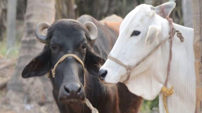 गाय का या भैंस का कौन सा दूध है ज्यादा फायदेमंद, (सांकेतिक तस्वीर)