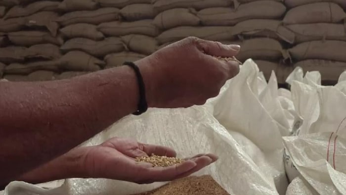 गेहूं की क्वालिटी देखने के लिए चमक पर खास ध्यान दिया जाता है