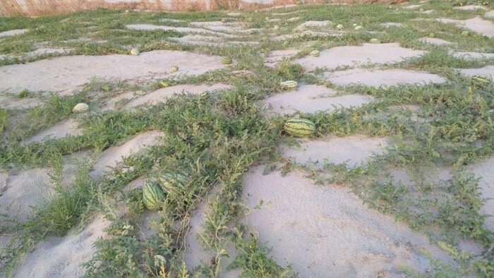 माधुरी किस्म के तरबूज उगाकर किसान कमा रहे हैं अच्छा मुनाफा