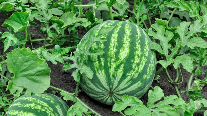 ग्रीनहाउस में करें तरबूजे की खेती