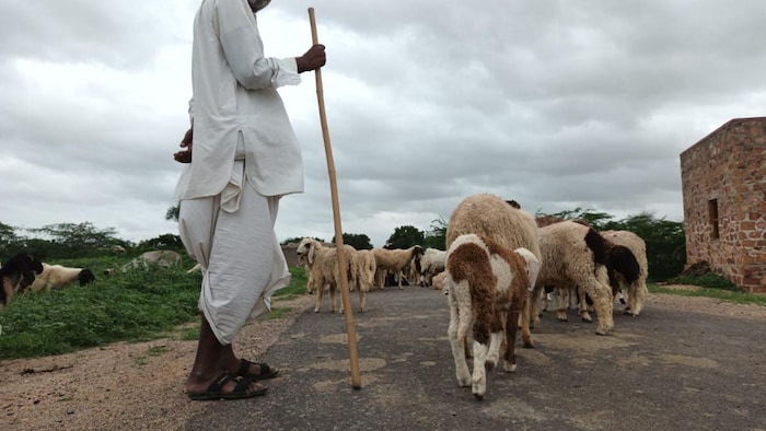 शामलात भूमि कम होने से चारवाहों पर खासा प्रभाव पड़ा है. फोटो- Madhav Sharma