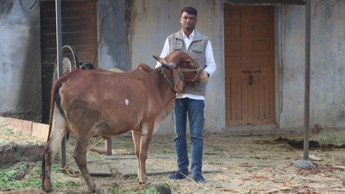 राजस्थान में लंपी से 76 हजार गायों की मौत हुई थी. फाइल फोटो- By Arrengment