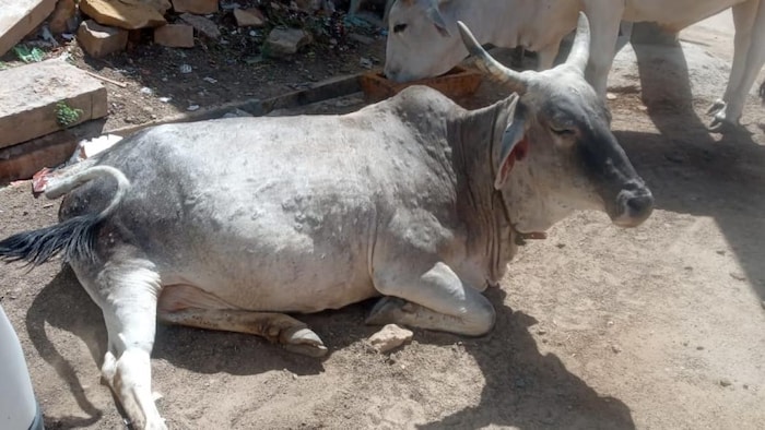 जैसलमेर में दिखी लंपी के लक्षणों वाली गाय. फोटो- Parth Jagani