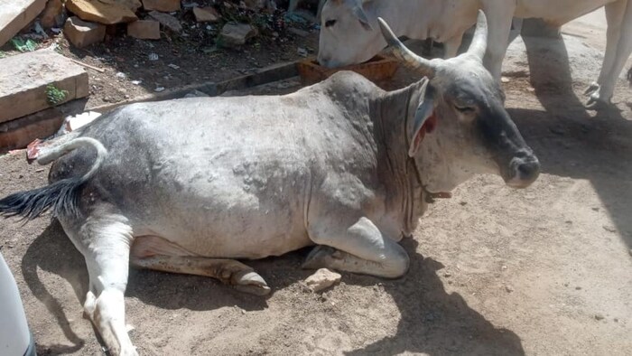 लंपी बीमारी के सारे सैंपल नेगेटिव मिले हैं. फाइल फोटो- Parth Jagani