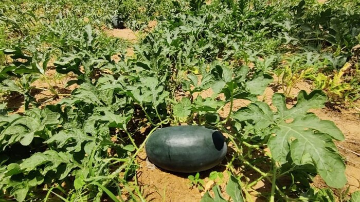 बाड़मेर जिले के तारातरा गांव में प्रगतिशील किसान विक्रम ने 60 बीघा में तरबूज बोया है. फोटो- Vikram Sing Rathore