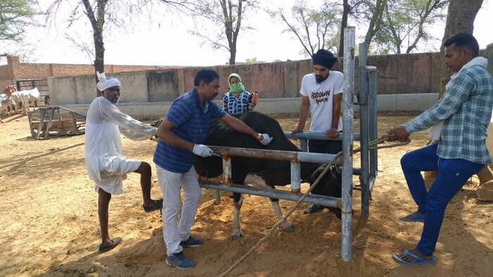 पशुपालन विभाग की टीम गाय को लंपी वैक्सीन लगाते हुए. फोटो-Animal Husbandry Department