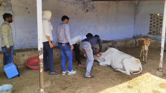 पशुमित्र योजना के तहत सरकार घर बैठे पशुपालन विभाग की योजनाओं को पहुंचाएगी. फोटो- DIPR