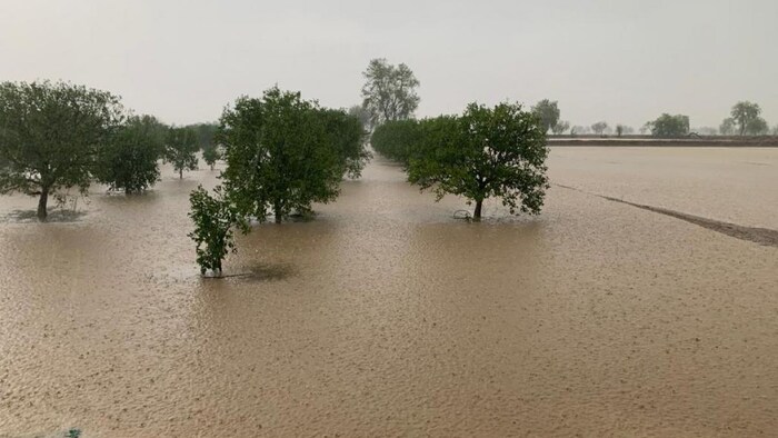 हनुमानगढ़ के नाथवाना में हुई बारिश से किन्नू के बाग में भरा पानी. फोटो- Dr. Vijendra Singh Sidhu